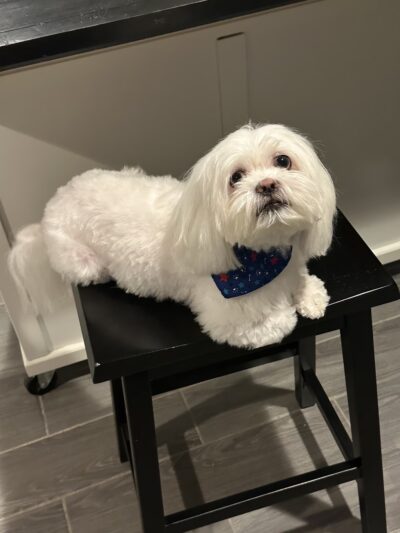 JustPawfection - Howard Beach, NY