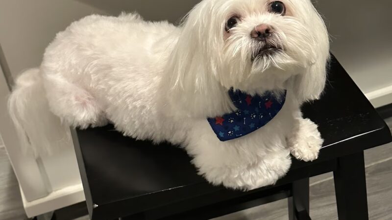 JustPawfection - Howard Beach, NY