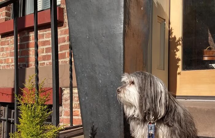 Hrsanchez Dog Walking and Boarding - ,