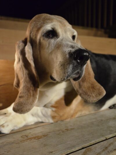 Hrsanchez Dog Walking and Boarding - ,