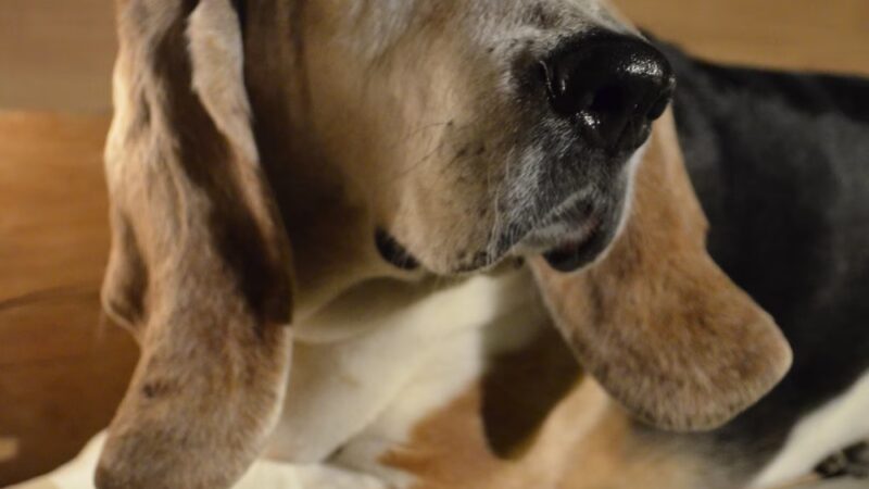 Hrsanchez Dog Walking and Boarding - ,