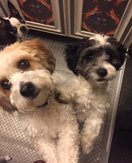 Hrsanchez Dog Walking and Boarding - ,
