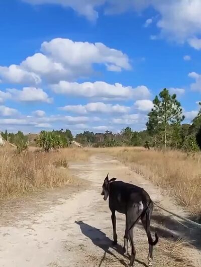 Aripeka Sandhills Preserve - Hudson, FL