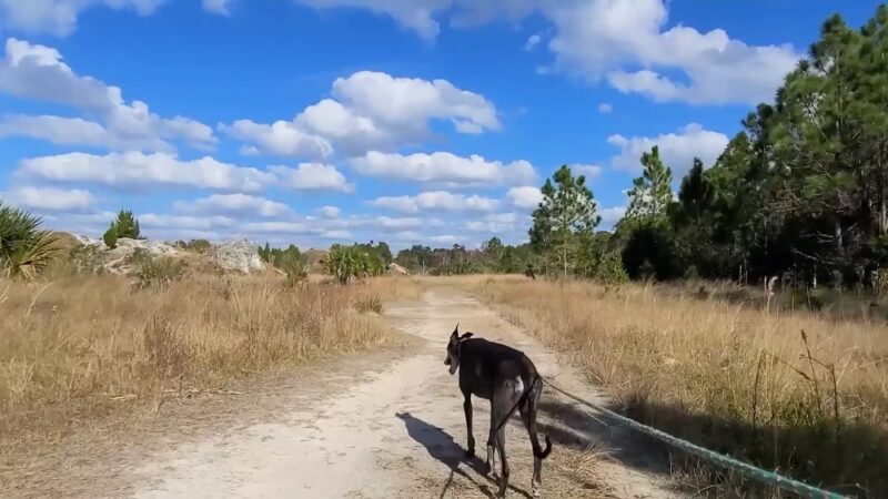 Aripeka Sandhills Preserve - Hudson, FL