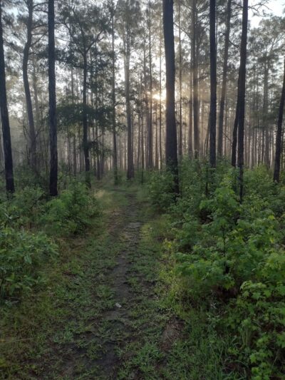 Halfway Creek Trailhead - Huger, SC