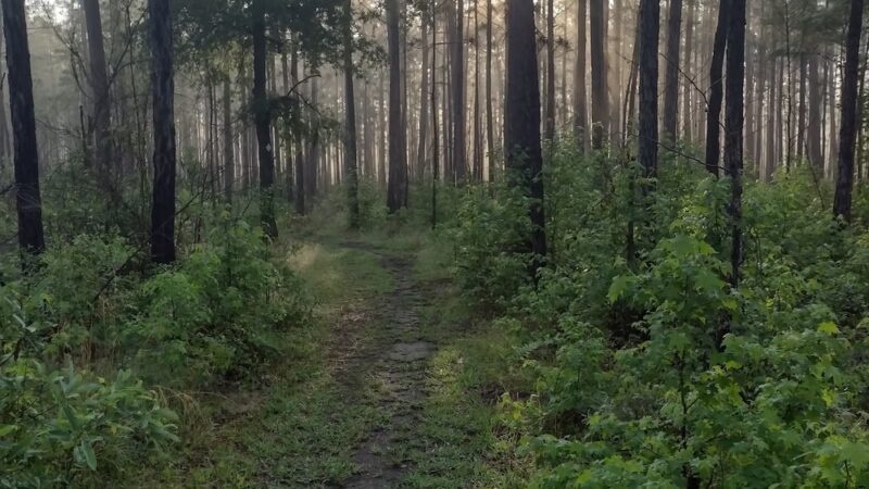 Halfway Creek Trailhead - Huger, SC