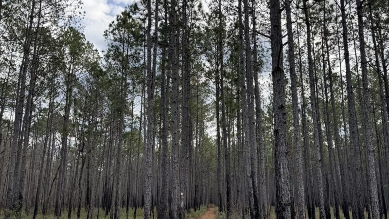 Palmetto Trail - Huger, SC