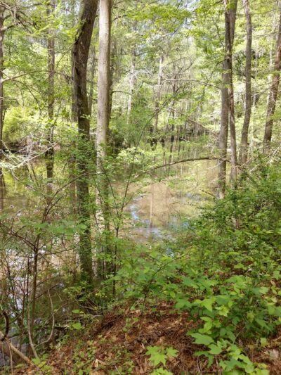Palmetto Trail - Huger, SC