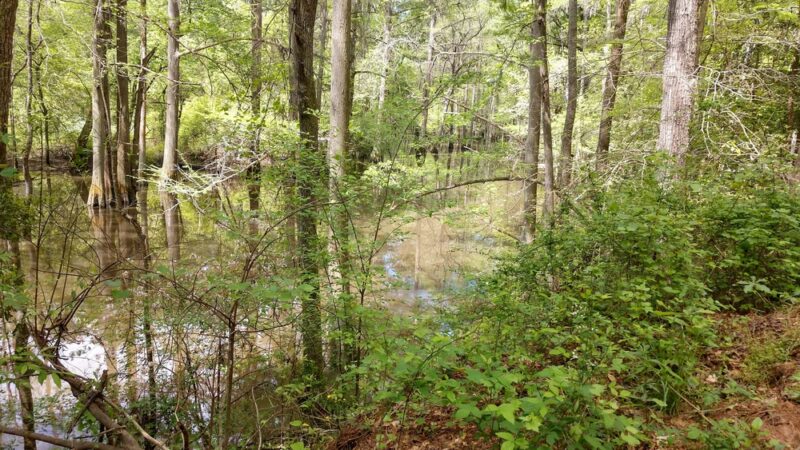 Palmetto Trail - Huger, SC