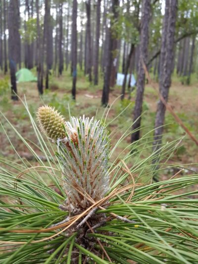 Palmetto Trail - Huger, SC