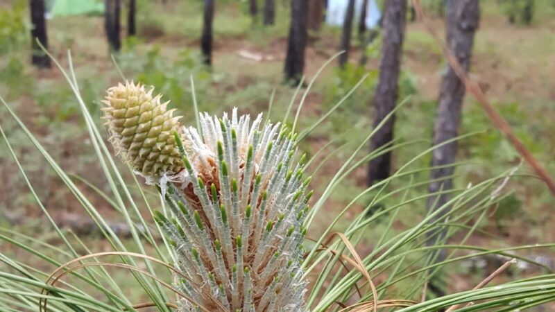 Palmetto Trail - Huger, SC