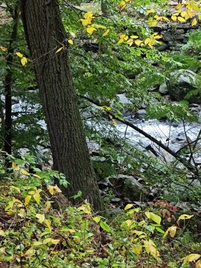Pennypack Trail - Huntingdon Valley, PA