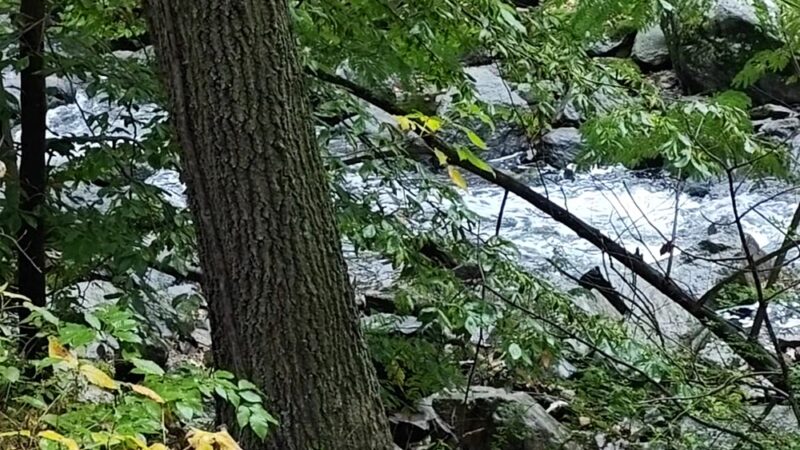 Pennypack Trail - Huntingdon Valley, PA