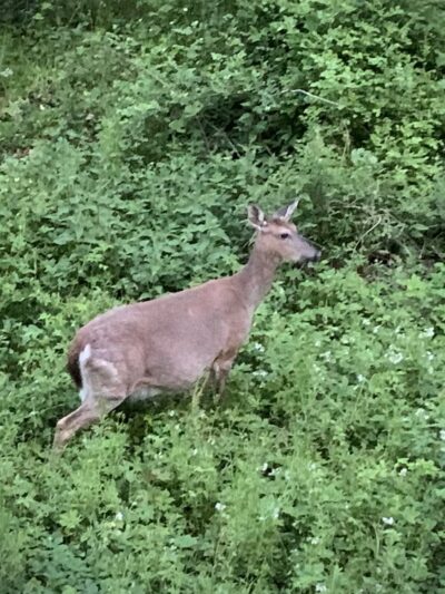 Pennypack Trail - Huntingdon Valley, PA