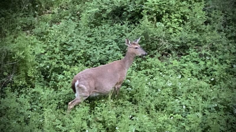 Pennypack Trail - Huntingdon Valley, PA