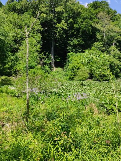 Pennypack Trail Parking Lot - Huntingdon Valley, PA