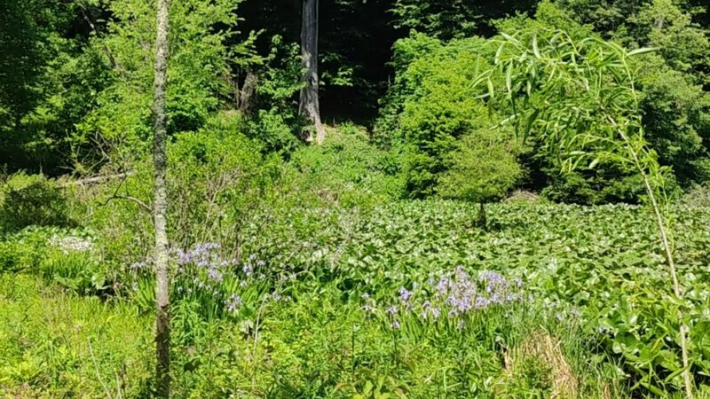 Pennypack Trail Parking Lot - Huntingdon Valley, PA