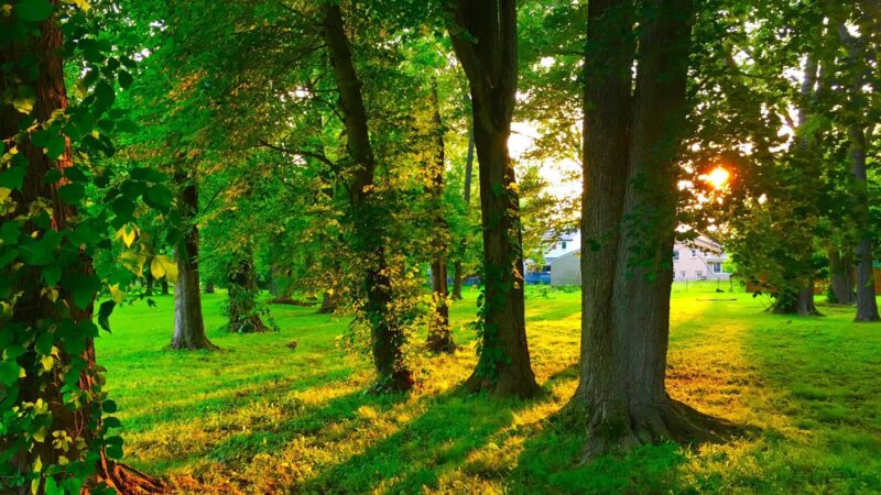 Ridgway Park - Huntingdon Valley, PA