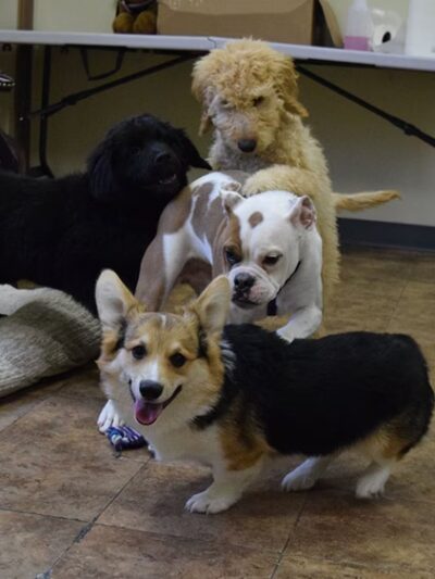 Stay & Play Pet Resort LLC - Huntingdon Valley, PA