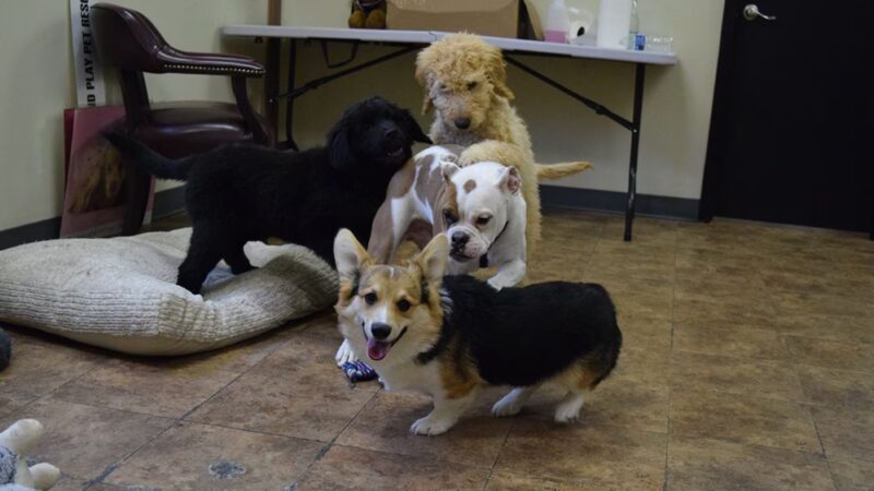 Stay & Play Pet Resort LLC - Huntingdon Valley, PA