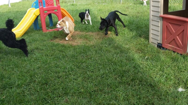 Stay & Play Pet Resort LLC - Huntingdon Valley, PA