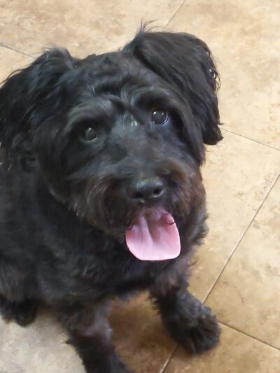 Stay & Play Pet Resort LLC - Huntingdon Valley, PA