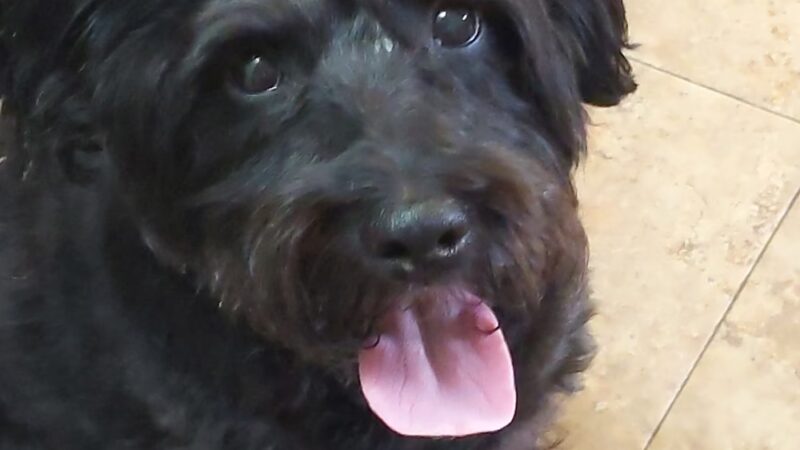 Stay & Play Pet Resort LLC - Huntingdon Valley, PA