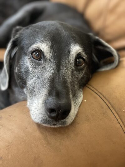 Stay & Play Pet Resort LLC - Huntingdon Valley, PA