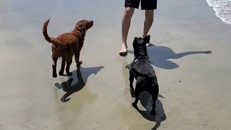 Huntingon Dog Beach - Huntington Beach, CA