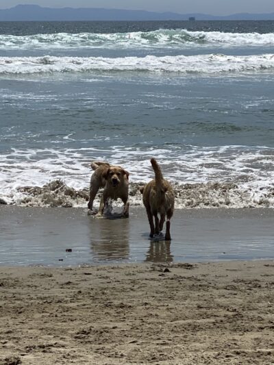 Huntingon Dog Beach - Huntington Beach, CA