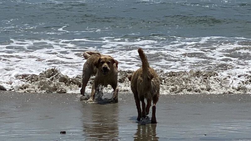Huntingon Dog Beach - Huntington Beach, CA