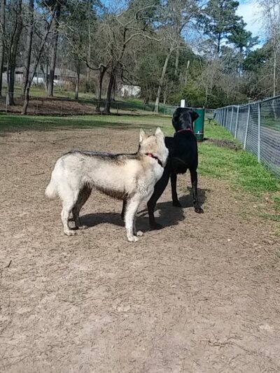 Pineview Park - Huntsville, TX