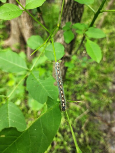 Horned Frogs Trailhead - Hutchins, TX