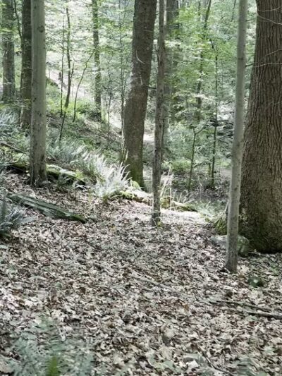 Bottom Rd Steel Bridge LGP White Trail - Hydes, MD