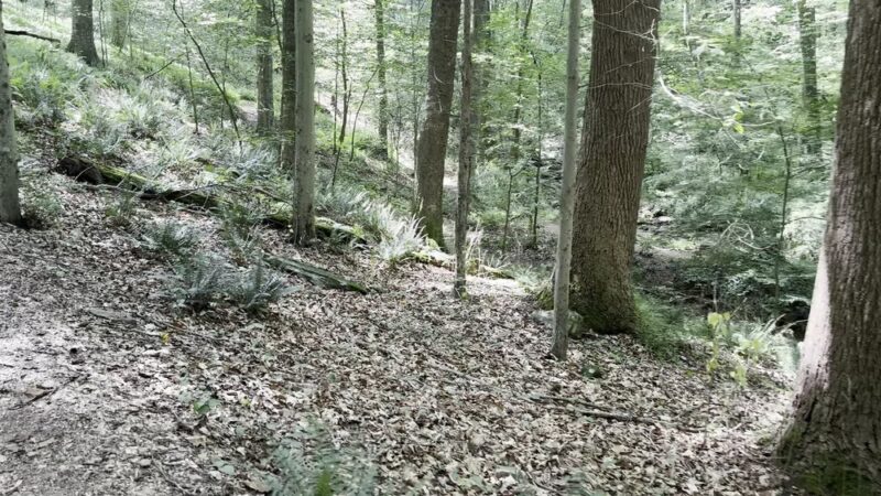 Bottom Rd Steel Bridge LGP White Trail - Hydes, MD