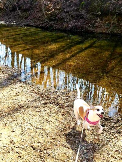 Spring Branch Trail - Imperial, MO