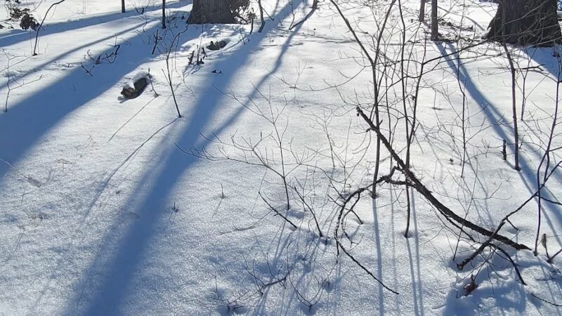 Spring Branch Trail - Imperial, MO