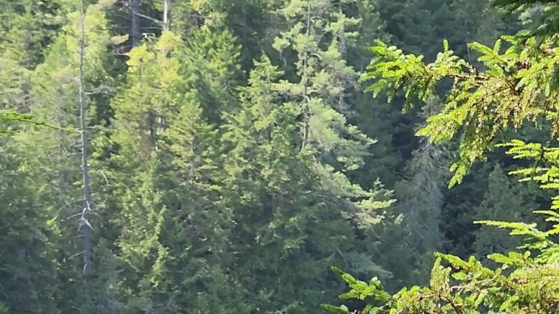 OK Slip Falls Trailhead Parking - Indian Lake, NY