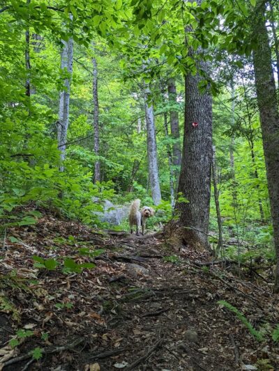 Watch Hill Trailhead - Indian Lake, NY