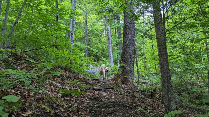 Watch Hill Trailhead - Indian Lake, NY