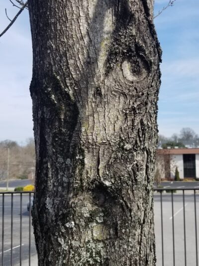 Bowman Park - Indianapolis, IN