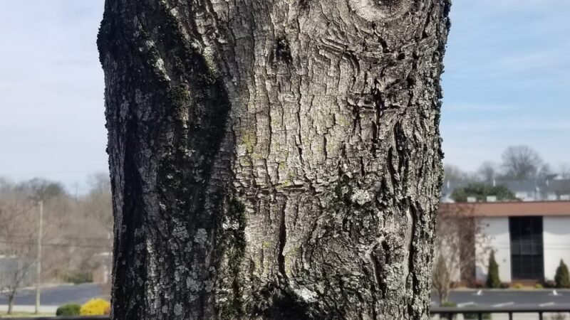 Bowman Park - Indianapolis, IN