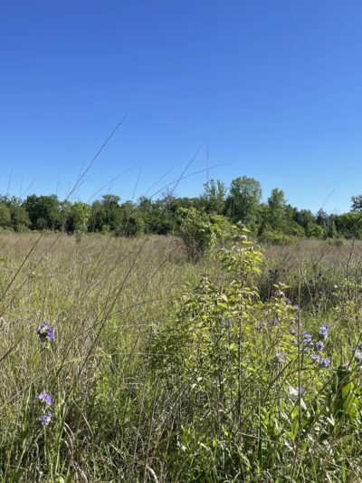 Daubenspeck Community Nature Park - Indianapolis, IN