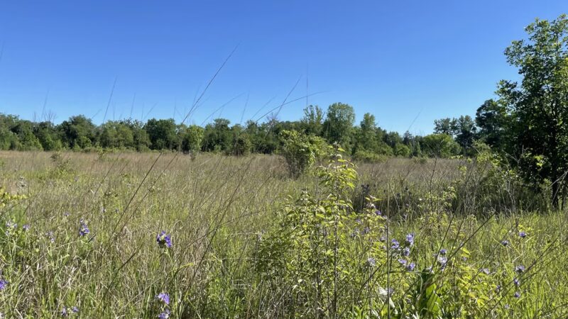 Daubenspeck Community Nature Park - Indianapolis, IN
