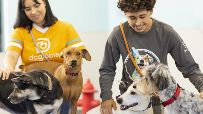 Dogtopia of Meridian North - Indianapolis, IN