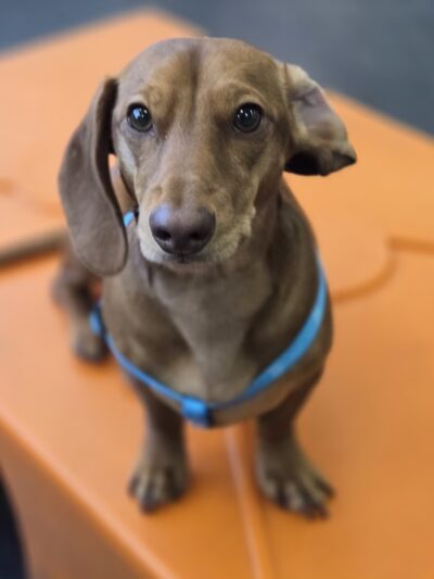 Dogtopia of Meridian North - Indianapolis, IN