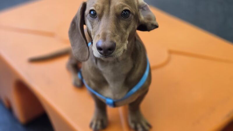 Dogtopia of Meridian North - Indianapolis, IN