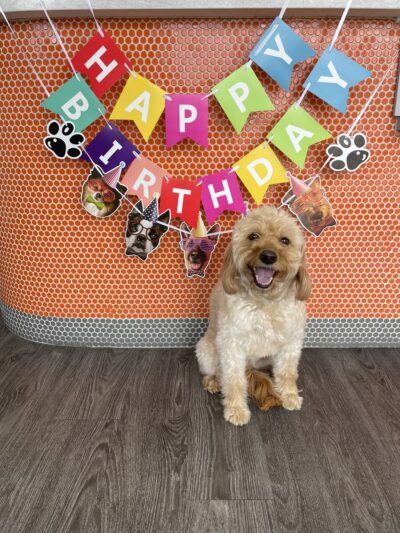 Dogtopia of Meridian North - Indianapolis, IN