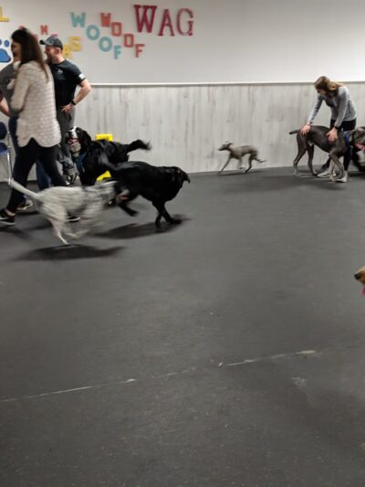 Indy's Indoor Bark Park - Indianapolis, IN