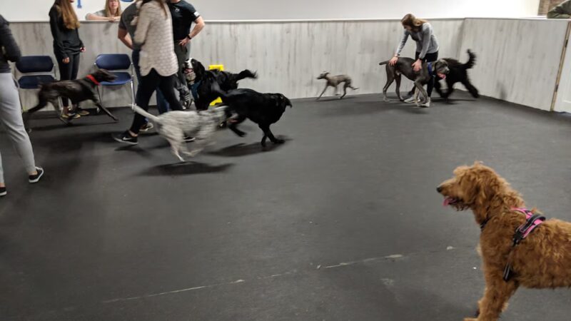 Indy's Indoor Bark Park - Indianapolis, IN